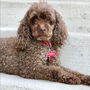 Meet your Posher, Anaya